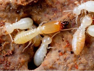 黄岐白蚁灭治所就来给你讲讲为什么冬天白蚁很少