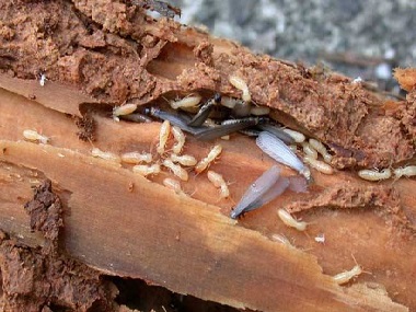 丹灶防治白蚁公司桉树什么方法可以有效防治白蚁危害