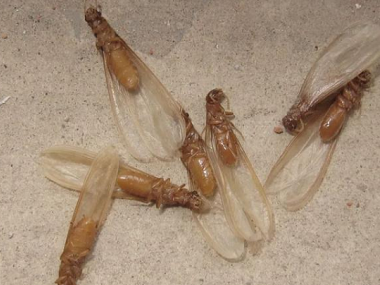 里水白蚁预防所白蚁分飞季如何有效防治白蚁