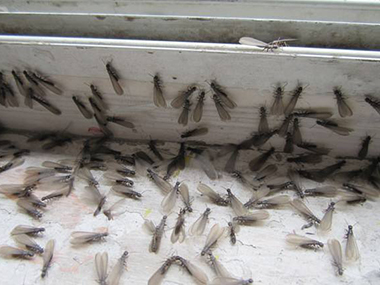 桂城白蚁防治中心家里呈现白蚁是福是祸有何征兆