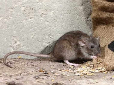南海除虫灭鼠公司怎样灭鼠防鼠，如何做好环境防治