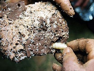 沙头预防白蚁公司用什么方法可以找到白蚁的巢穴