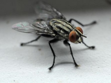 西樵杀虫机构有什么方法消灭蚊虫和苍蝇