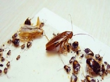 佛山消杀害虫5个方法让你家中从此再无蟑螂