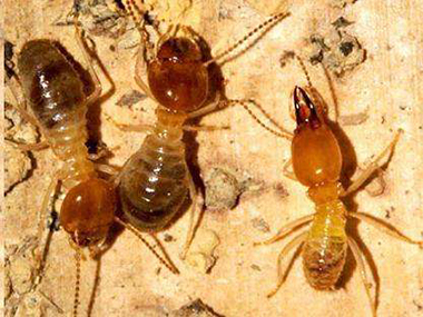 南海蚂蚁预防公司这些方法清除蚂蚁100%最有效