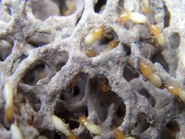 小塘验收白蚁中心白蚁防治可尽早实施，降低白蚁危害