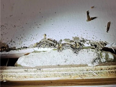 黄岐杀灭白蚁机构防治分飞期白蚁危害的方法