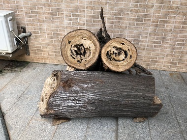 南海白蚁验收公司白蚁除了吃木头还吃什么