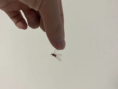 和顺白蚂蚁防治所长得像蚂蚁却有翅膀的神秘“飞蚁”