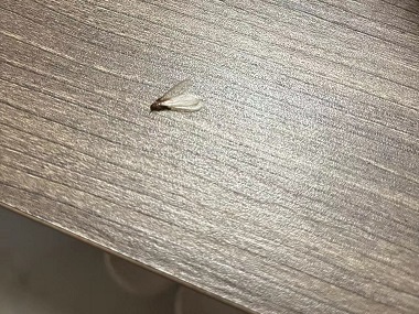 松岗控制白蚁机构发现长翅白蚁，务必提高警惕！